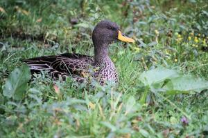 une proche en haut de une canard à Martin simple la nature réserve photo