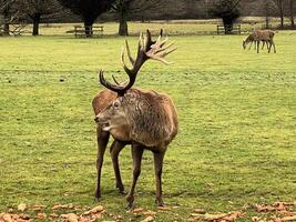 une vue de une rouge cerf cerf dans le hiver photo