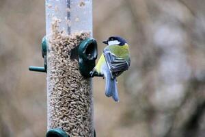 un gros plan d'une mésange charbonnière photo