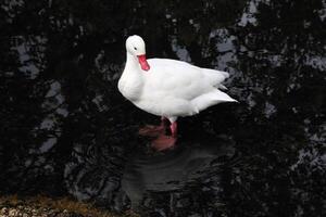 une vue de une coscoroba cygne photo