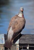 une vue de une bois Pigeon photo