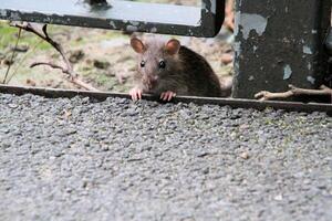 une proche en haut de une champ Souris photo