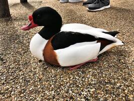 une vue de une shelduck photo