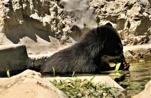 une proche en haut de une ours photo