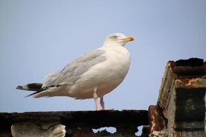 une vue de une hareng mouette dans llandudno photo