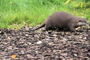 une vue d'une loutre photo