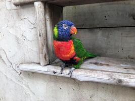 une vue de une Lorikeet photo