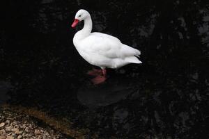 une vue de une coscoroba cygne photo