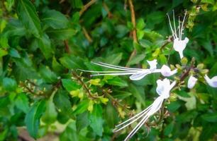 orthosiphon aristatus. chats moustaches sont un ornemental plante photo