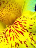 fleur fraîcheur taches rouges sur pétale fragile jaune vif de canna photo