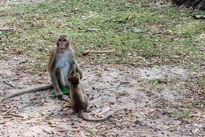 singe avec bébé séance dans le la nature photo