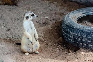 suricate séance sur le le sable photo