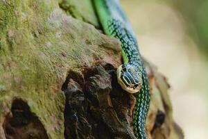vert serpent dans le la nature photo