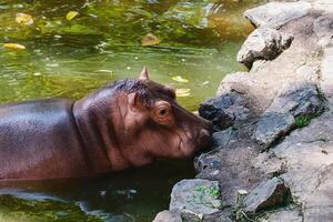 hippopotame en marchant sur le rochers près le rivière photo