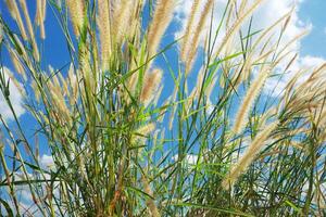 plume herbe champ contre bleu ciel Contexte photo