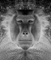 une magnifique noir et blanc portrait de une singe à proche intervalle cette regards à le caméra, babouin. photo