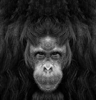 une magnifique noir et blanc portrait de une singe à proche intervalle cette regards à le caméra photo