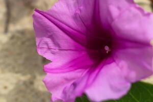 fermer photo de magnifique fleurs