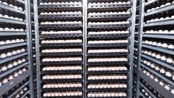 La technologie de couvoir incubation machine pour des œufs poulet, poulet née processus sur le couvoir production. éclosion des œufs sur le incubation machine. photo
