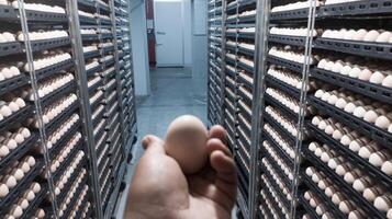 le qualité contrôle Faire qualité vérifier pour éclosion des œufs sur le incubation machine chambre. photo