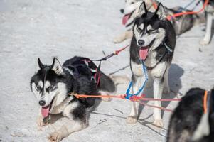 sibérien rauque chiens dans hiver saison de Sibérie, Russie. sibérien rauque est une travail chien race pour tirer un traîneau, garde etc. photo