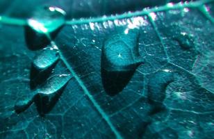 fond naturel gros plan image. belles gouttes d'eau de pluie transparente sur une macro de feuille colorée.