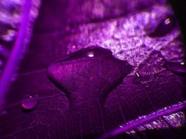 fond naturel gros plan image. belles gouttes d'eau de pluie transparente sur une macro de feuille colorée.