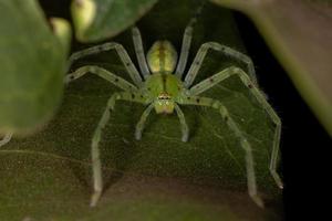 araignée chasseuse verte
