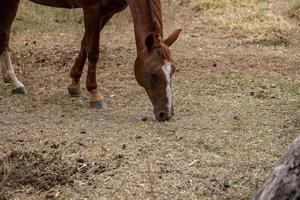 cheval dans une ferme brésilienne photo