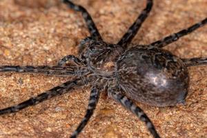 araignée trechaleid adulte femelle photo