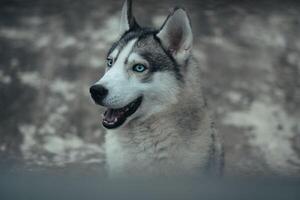 proche en haut de une chien en jouant dans le parc. photo