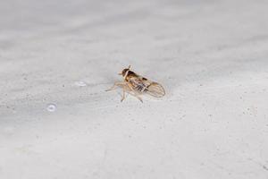 insecte cicadelle adulte photo