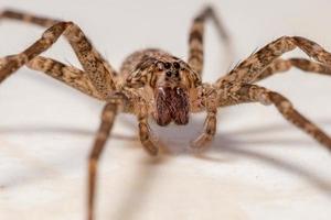 araignée errante femelle adulte