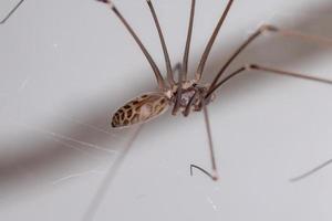 Araignée à pattes longues papa pâle mâle adulte photo