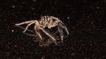 araignée sauteuse pantropicale