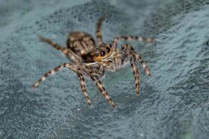 petite araignée sauteuse murale grise mâle