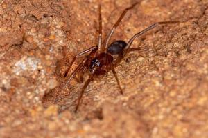fourmi imiter sac araignée photo