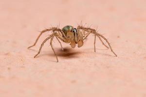 araignée lynx du Brésil photo