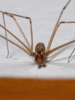 araignée de cave adulte photo