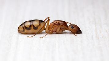 fourmi charpentière adulte photo