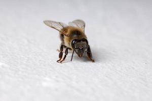 abeille occidentale dans le mur photo