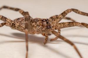 araignée errante femelle adulte
