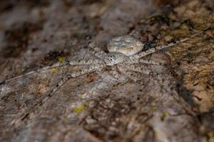 araignée longue filière adulte photo