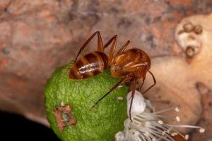 fourmi charpentière adulte photo
