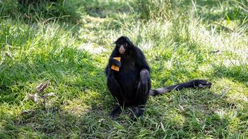 singe araignée noir à face noire photo