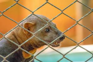 animal sauvage tayra photo