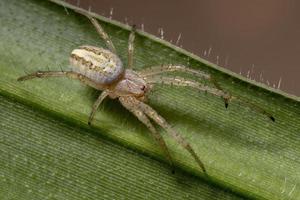 araignée néoscona herbe photo