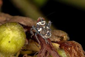nymphe de cicadelle typique