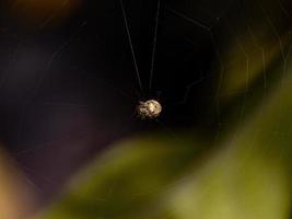 petit orbweaver brésilien photo