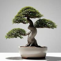 ai généré bonsaï dans céramique des pots solide rigide blanc Contexte. ai génératif photo
